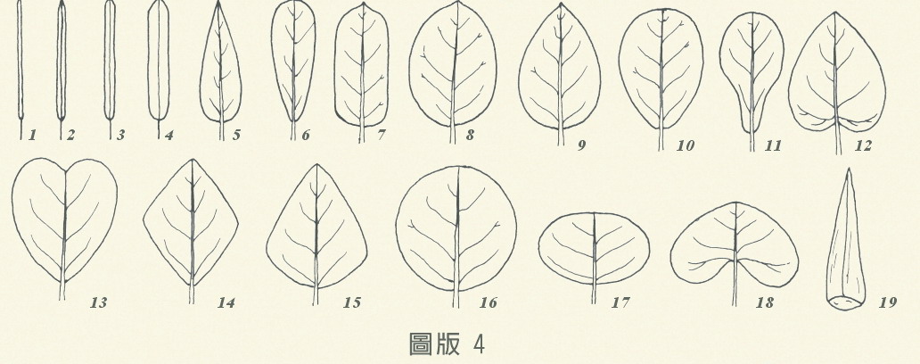 圖版4-葉的形態，編號1到19