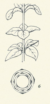 圖板1-葉序，編號6，輪生葉一節葉在三片以上者  